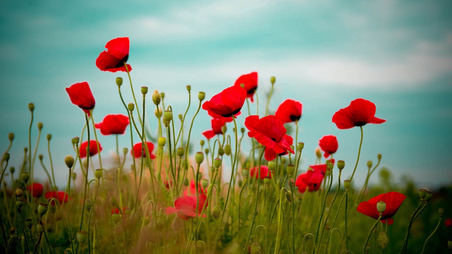 poppies, field, flower, grass