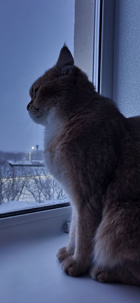 cat, ginger, window, sky, trees, snow