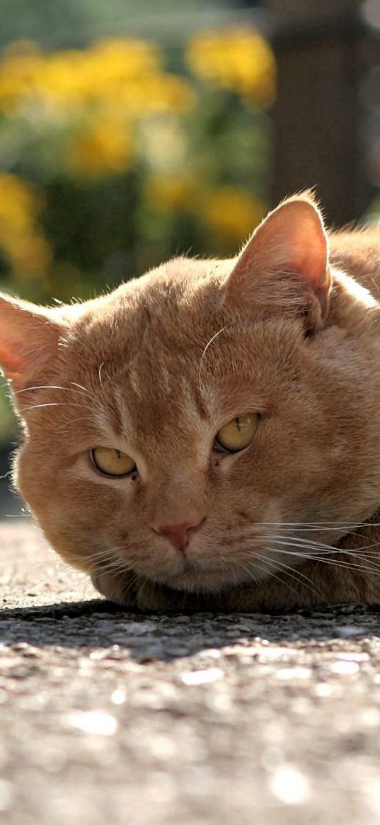 cat, face, brooding, thick