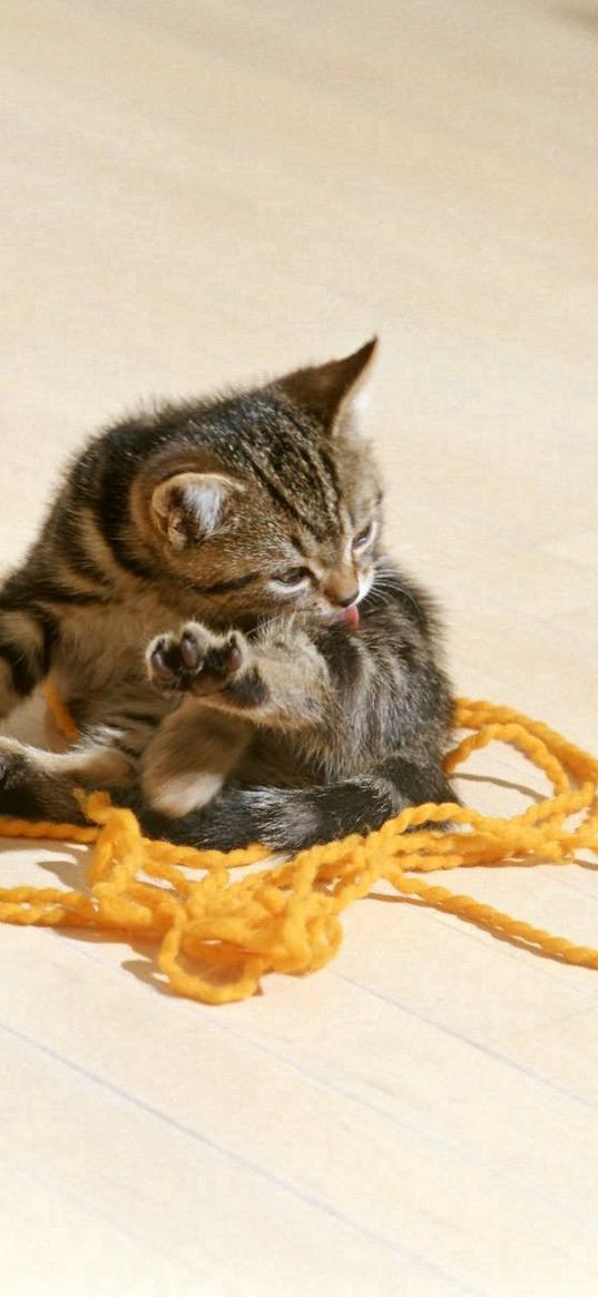 kitten, thread, playful, licking, lips