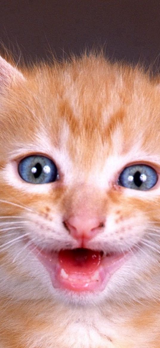 kitten, face, shouting, red