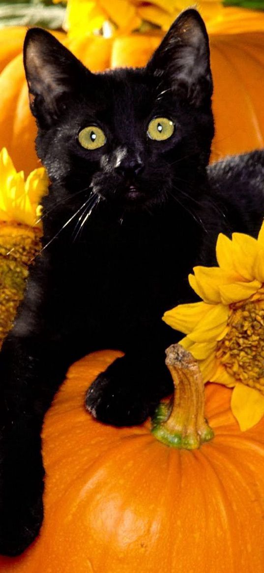 cat, black, pumpkin, sit