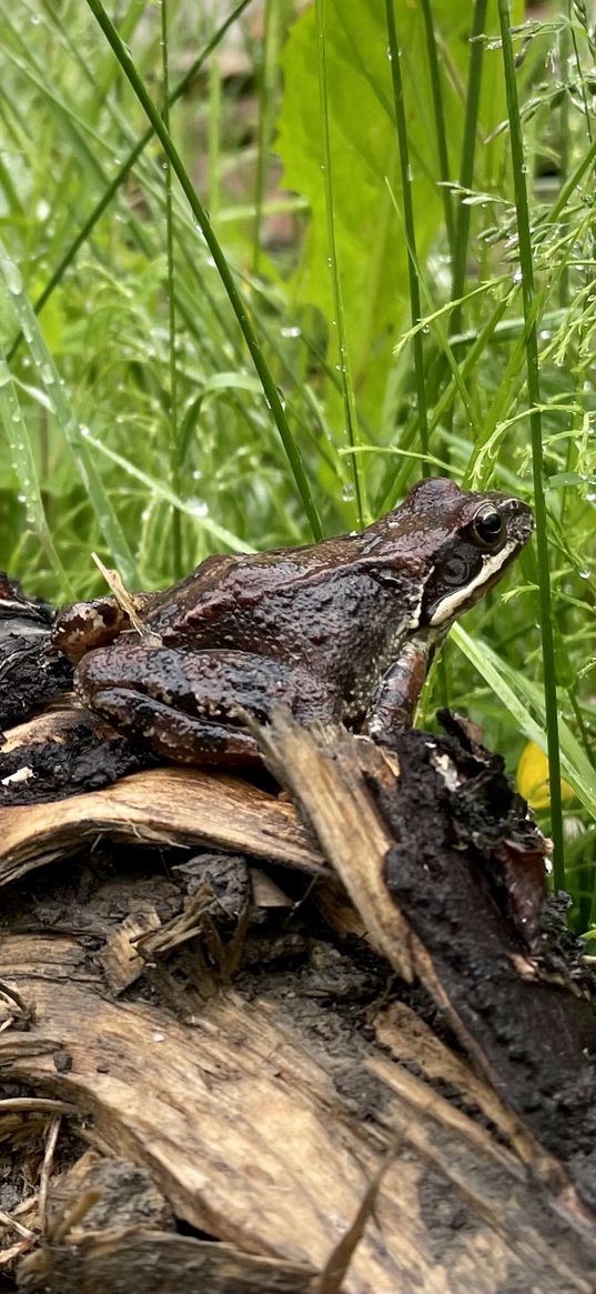 frog, nature, macro