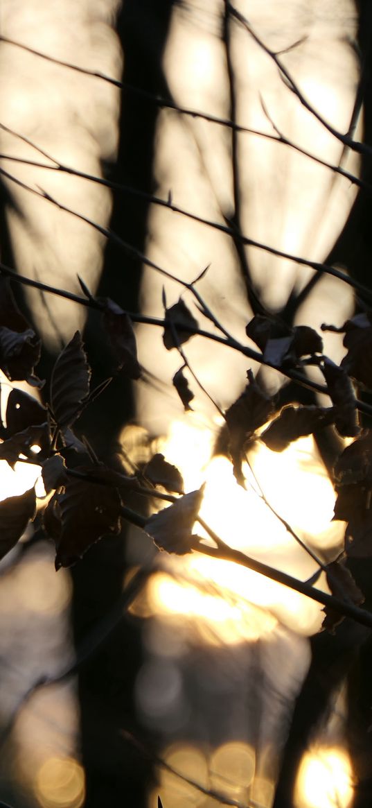 nature, sun, northern ireland, tree