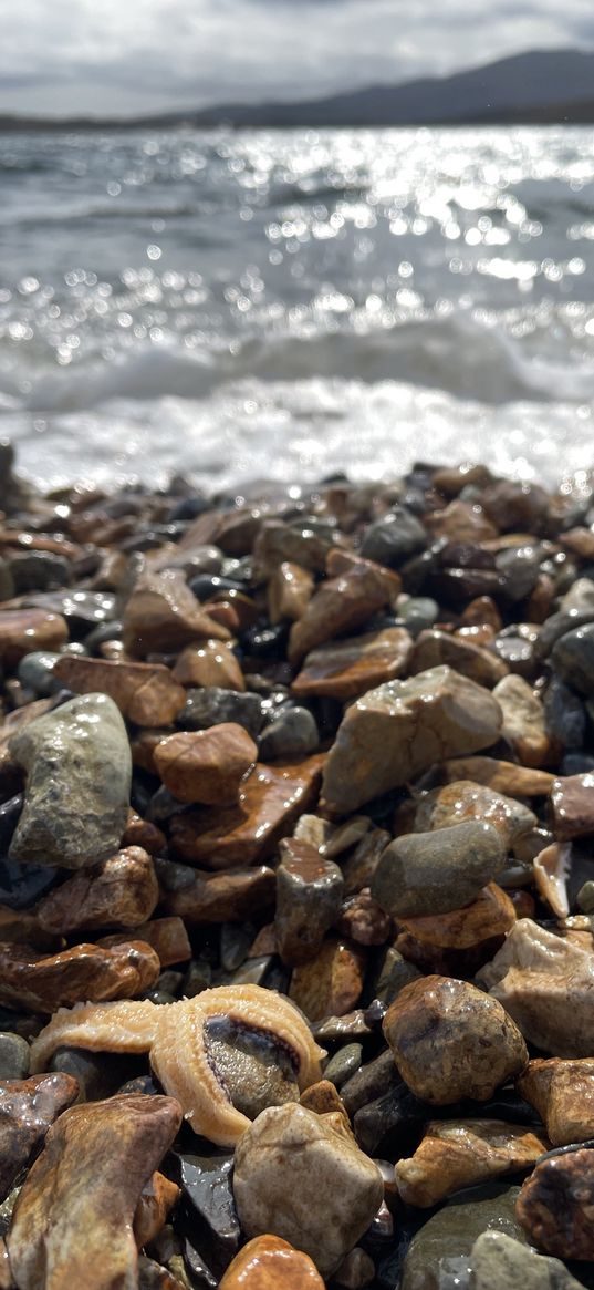 sea, star, vladivostok, east, water, stones