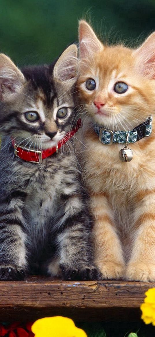 kittens, couple, collar, flowers