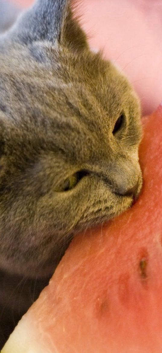 cat, watermelon, food, bite