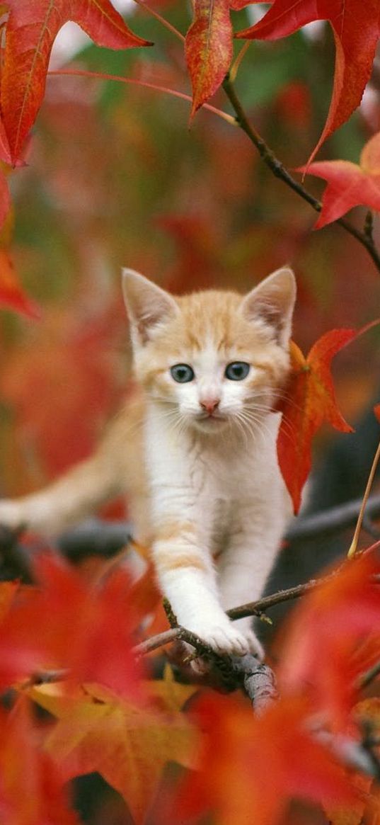 kitten, leaves, hiding