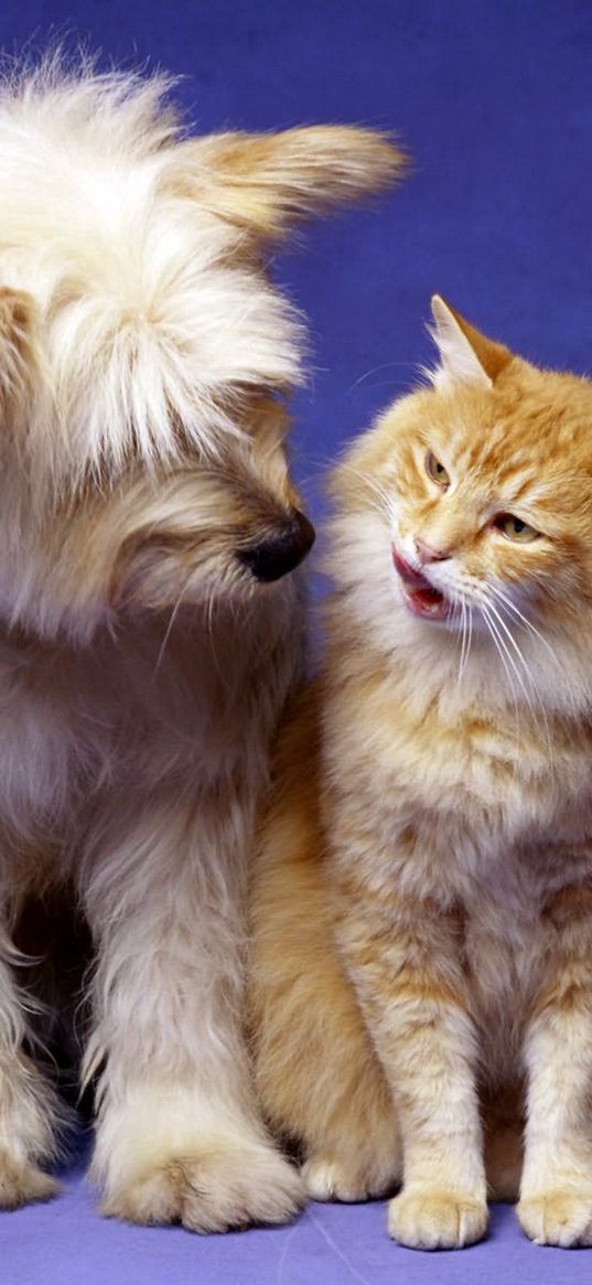 cat, dog, fluffy, playful, friends