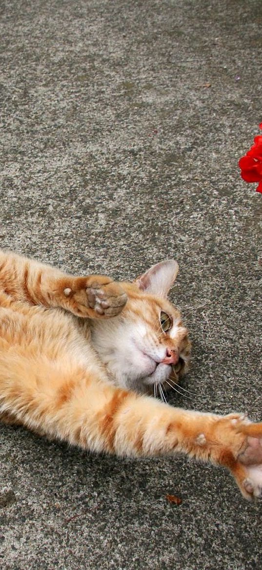 cat, stretch, flowers