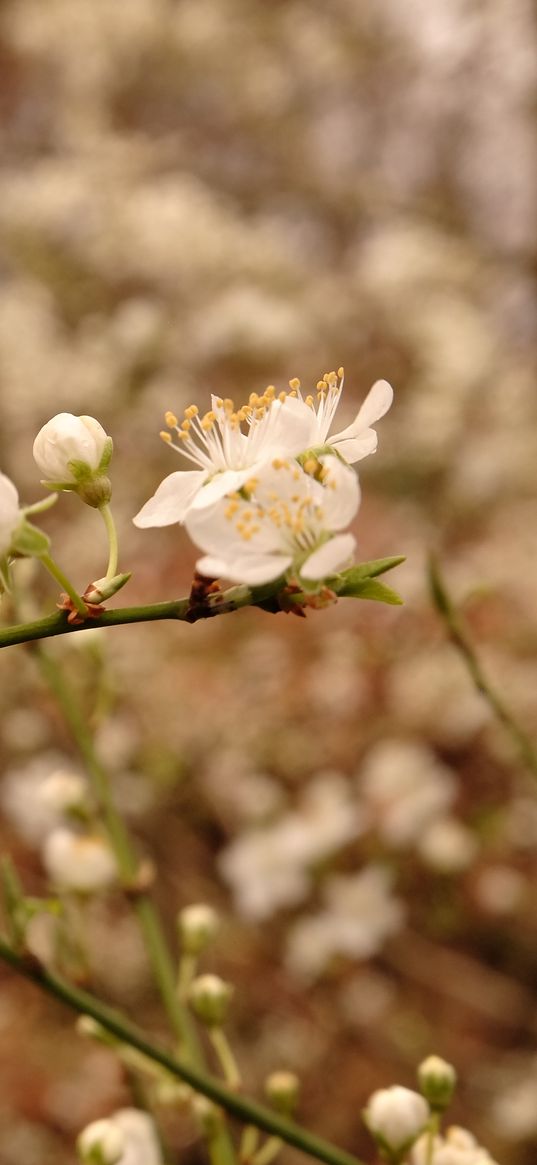 plum flowers, plum, flowers, petals, spring