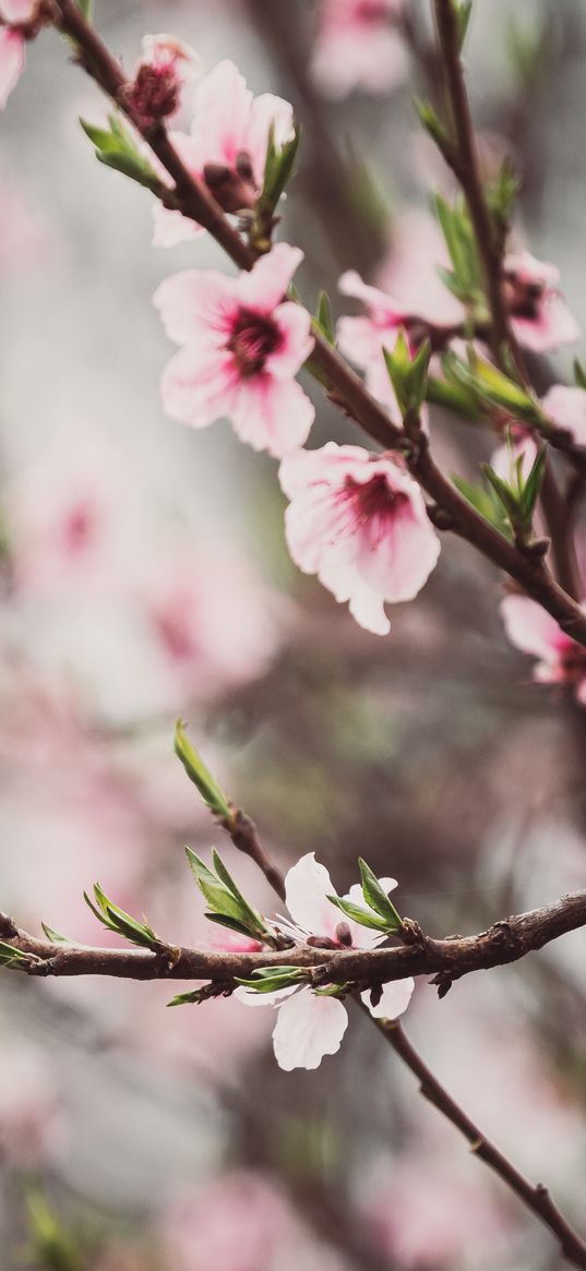 peach flowers, flowers, peach, branch, petals, spring