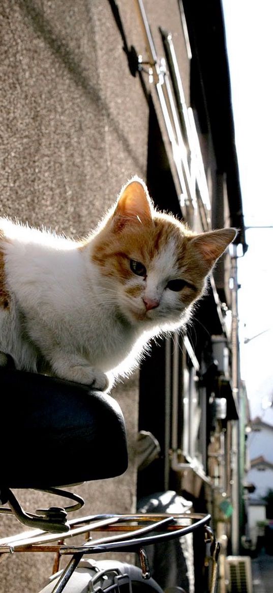 kitten, cat, bike