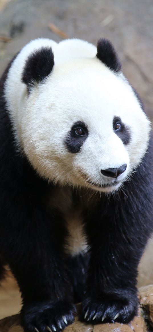 panda, animal, wildlife, cute