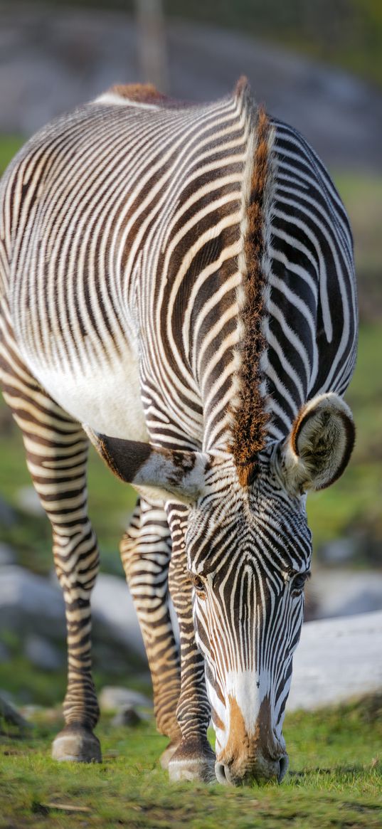 zebra, wildlife, animal, wild animal