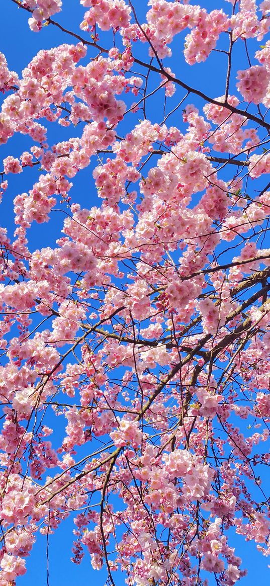 sakura, sky, spring