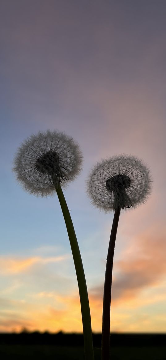 dandelion, sunset, silhouette, flowers