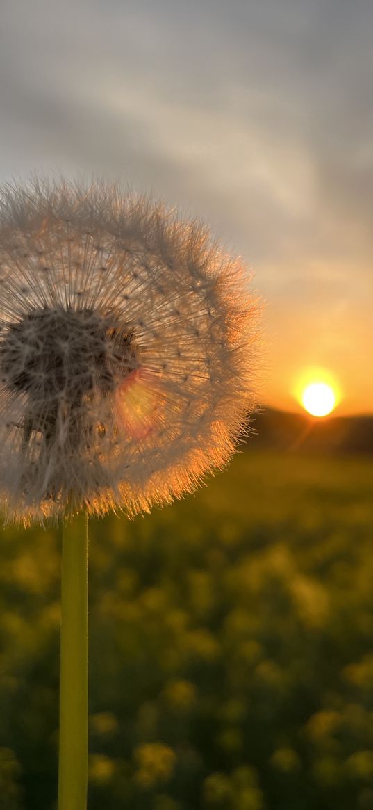 dandelion, sunset, blurred