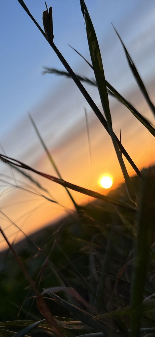 sunset, nature, green, blurred