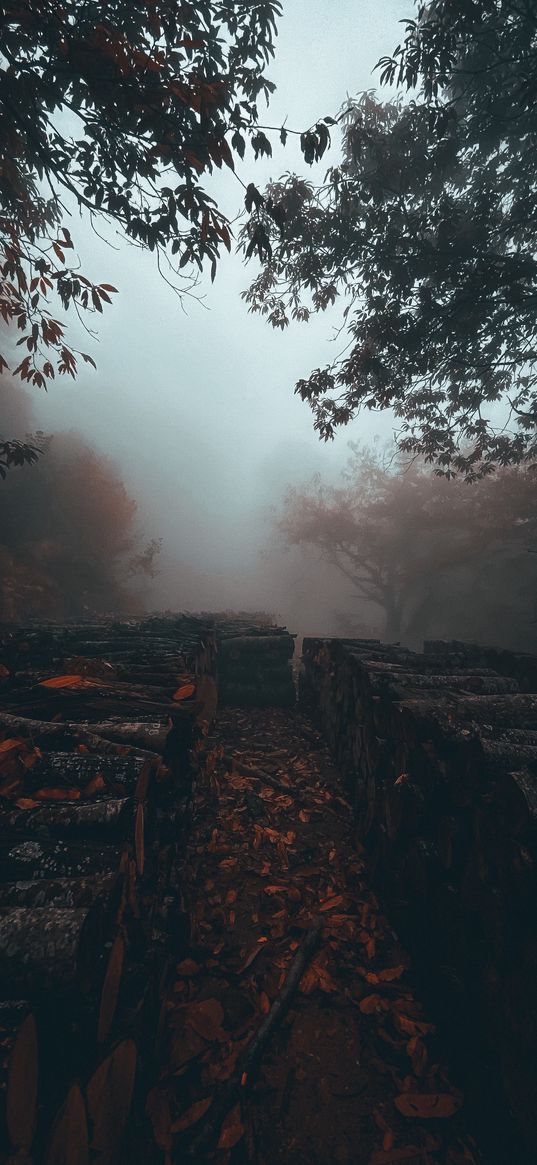 firewood, logs, trees, forest, fog, nature