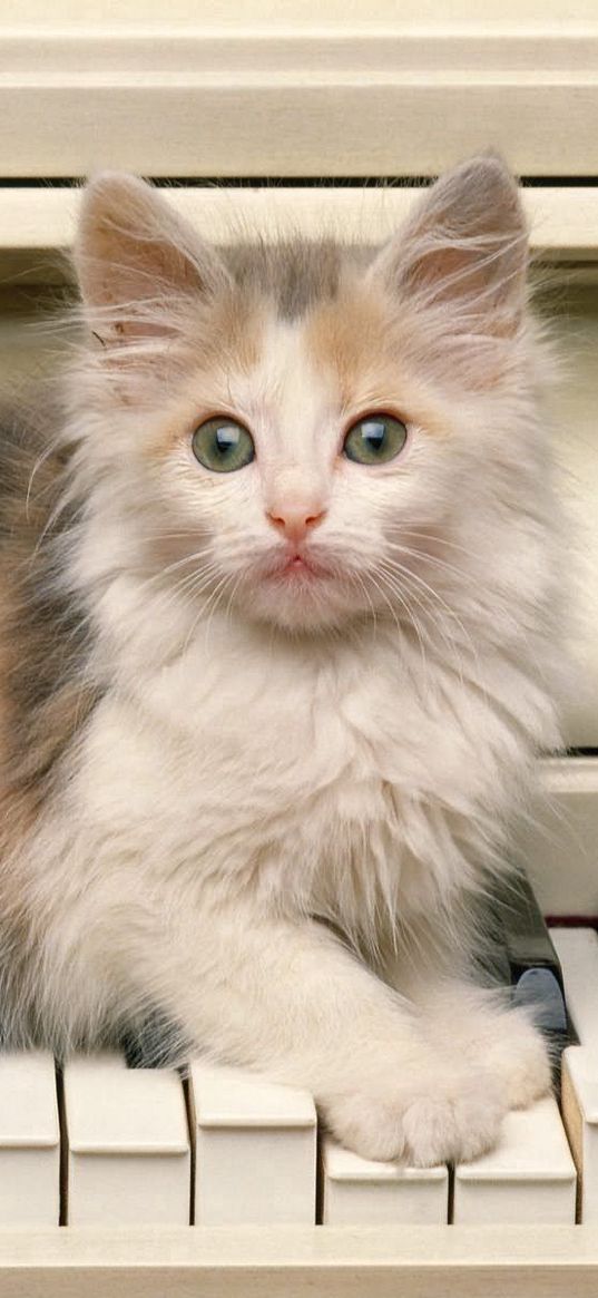 kitten, fluffy, look, piano