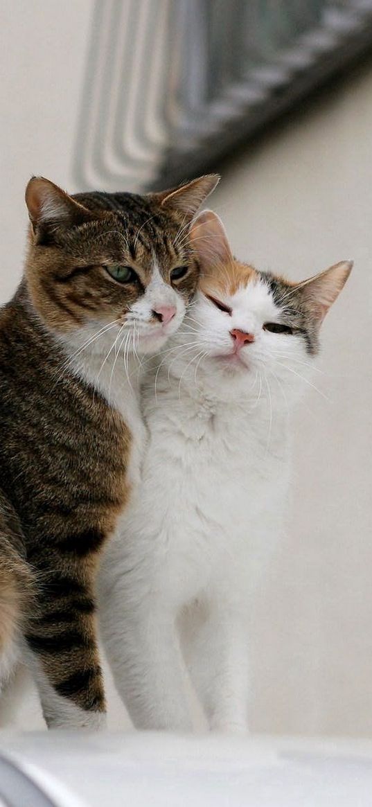 cats, couple, tenderness, love