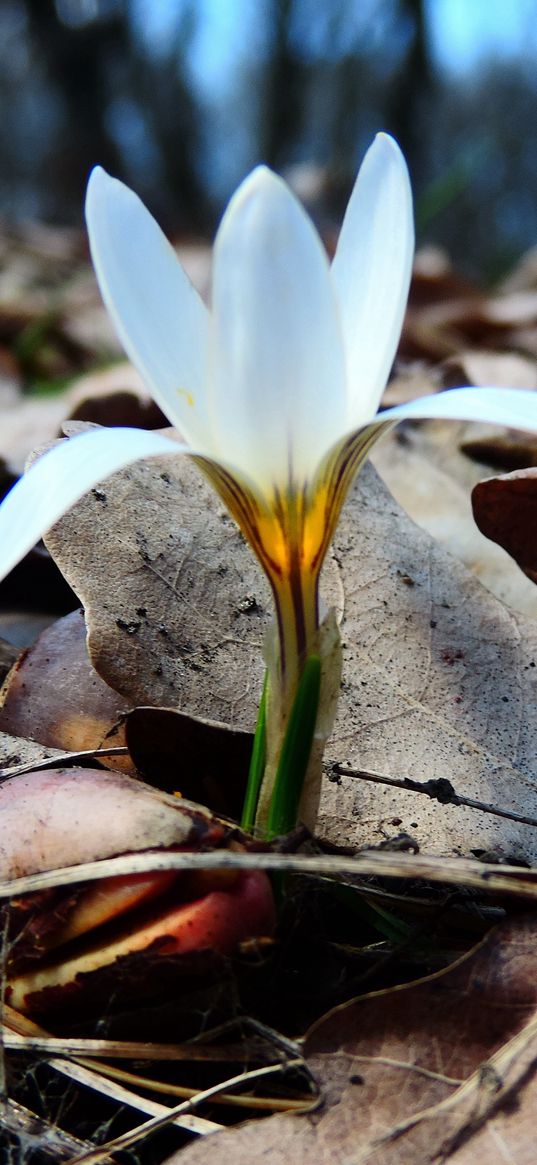 snowdrop, flower, plant, forest, leaves, white