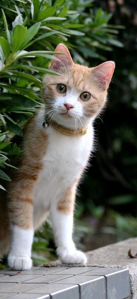 kitten, face, leaves, grass, dog collar