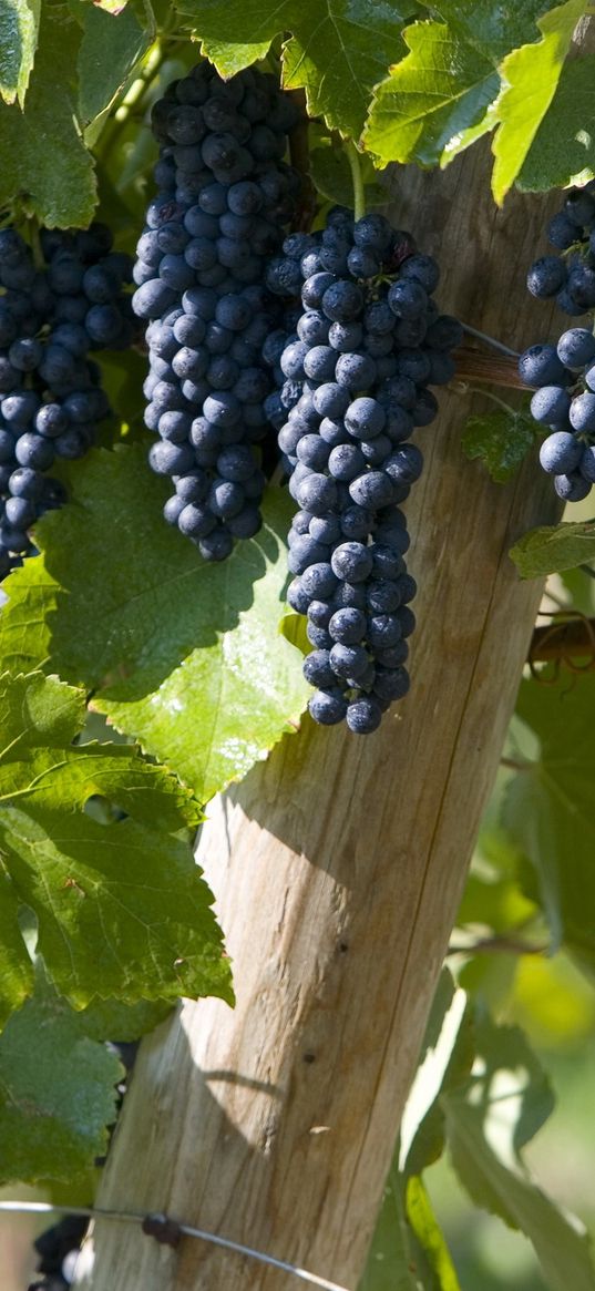 grapes, brush, leaves, fruits