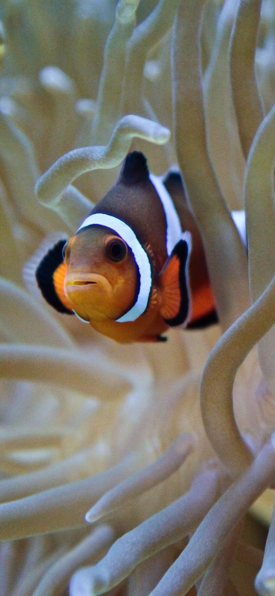 clown fish, fish, algae, aquarium