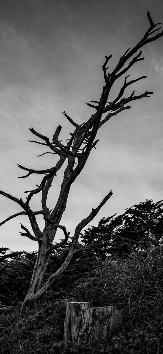 tree, branches, dry, bushes, black and white