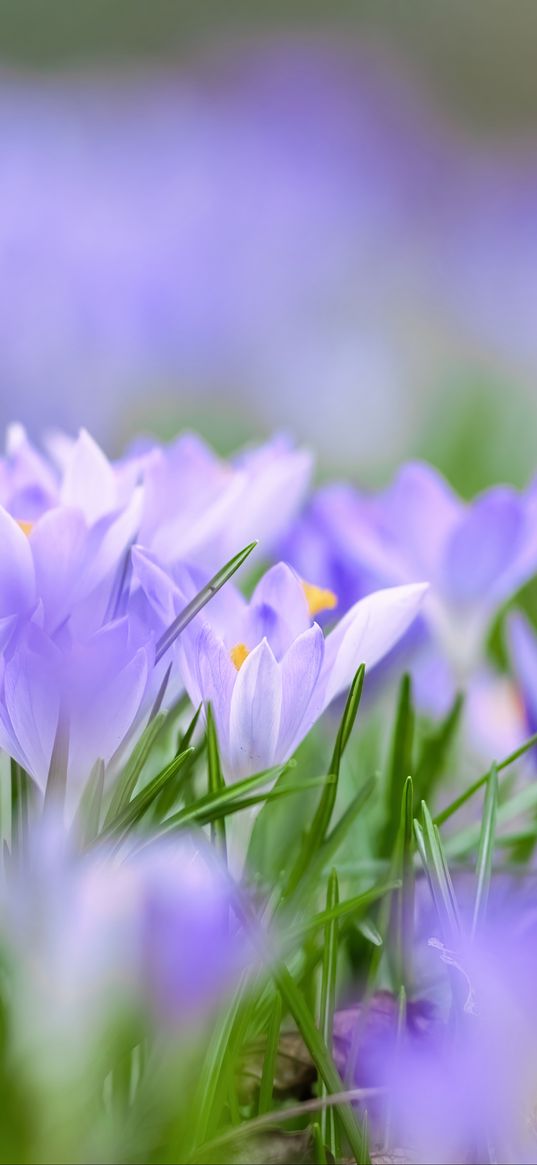 saffron, flowers, buds, spring, grass