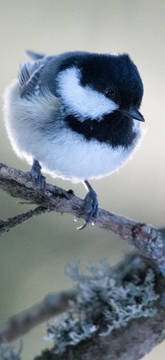 chickadee, bird, branch, blur, wildlife