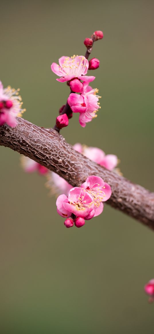 plum flowers, plum, flowers, petals, spring, branch