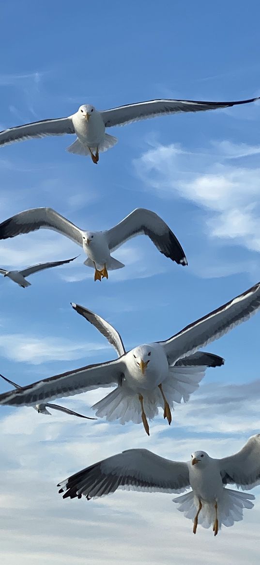 seagulls, birds, wings, blue sky, clouds