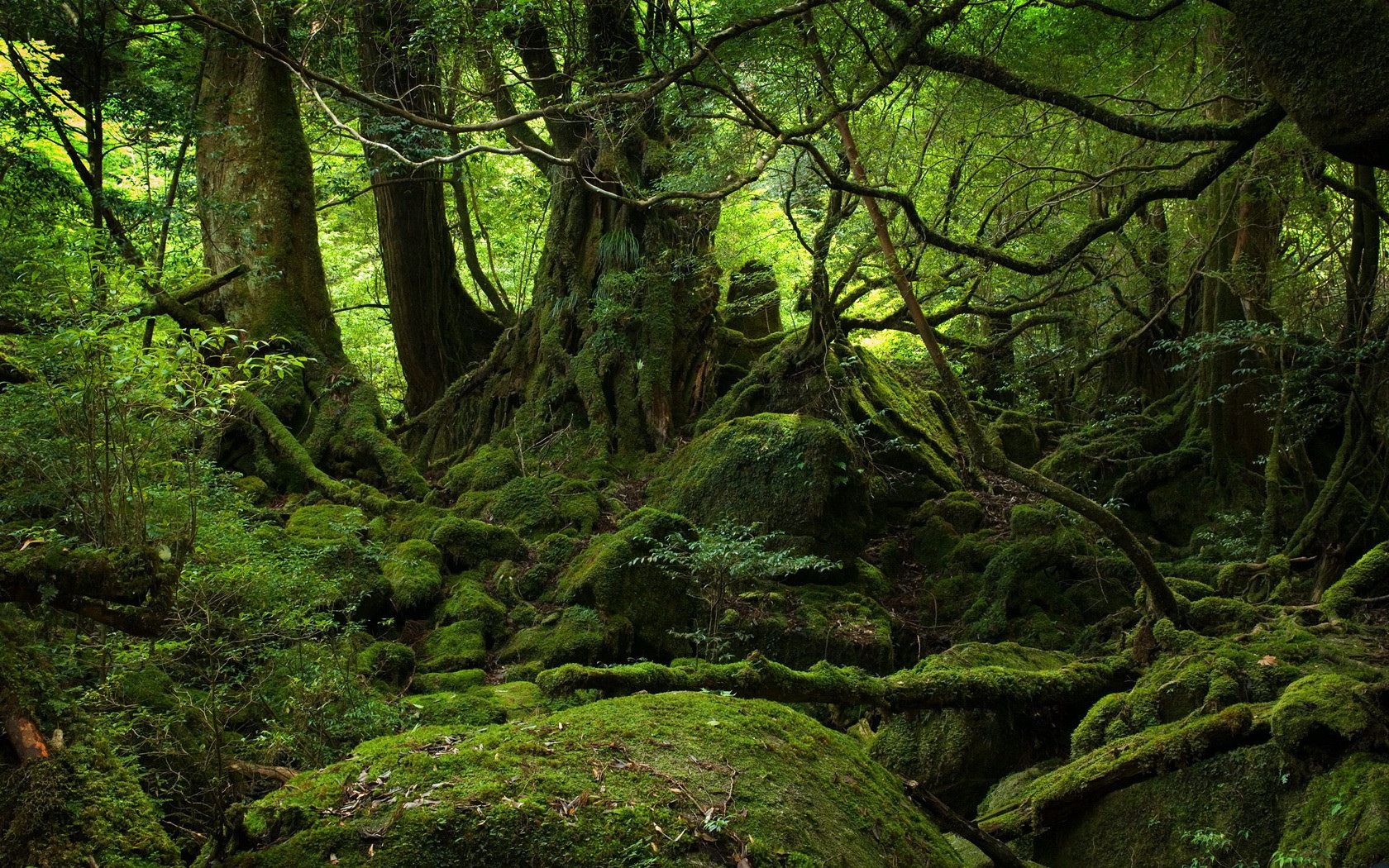 trees, wood, jungle, moss, stones, green, branches, roots