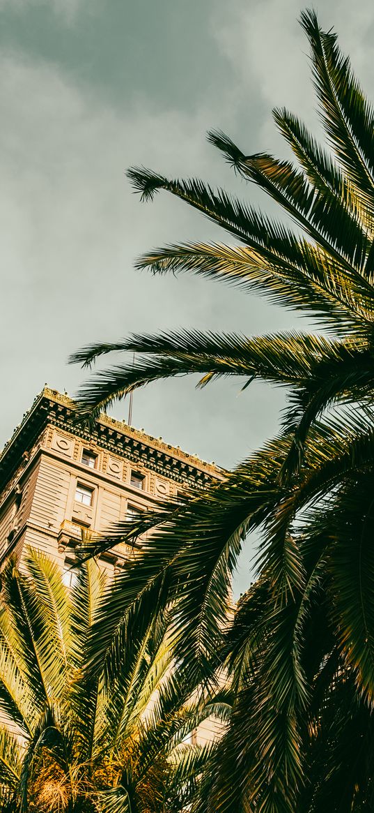 palm tree, building, houses, windows