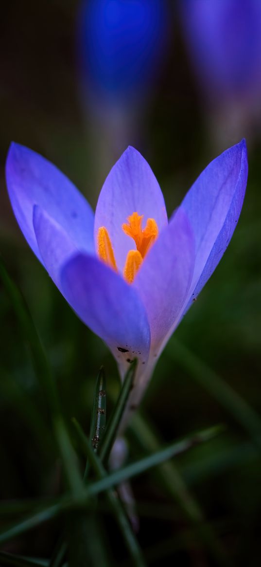 crocus, flower, petals, macro, blur