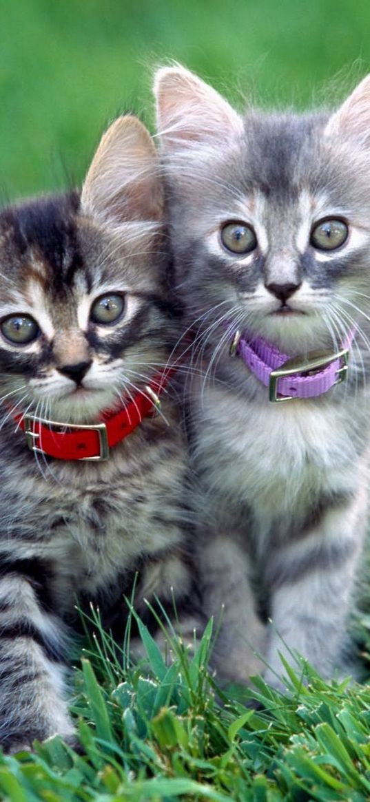 kittens, couple, dog collar, grass