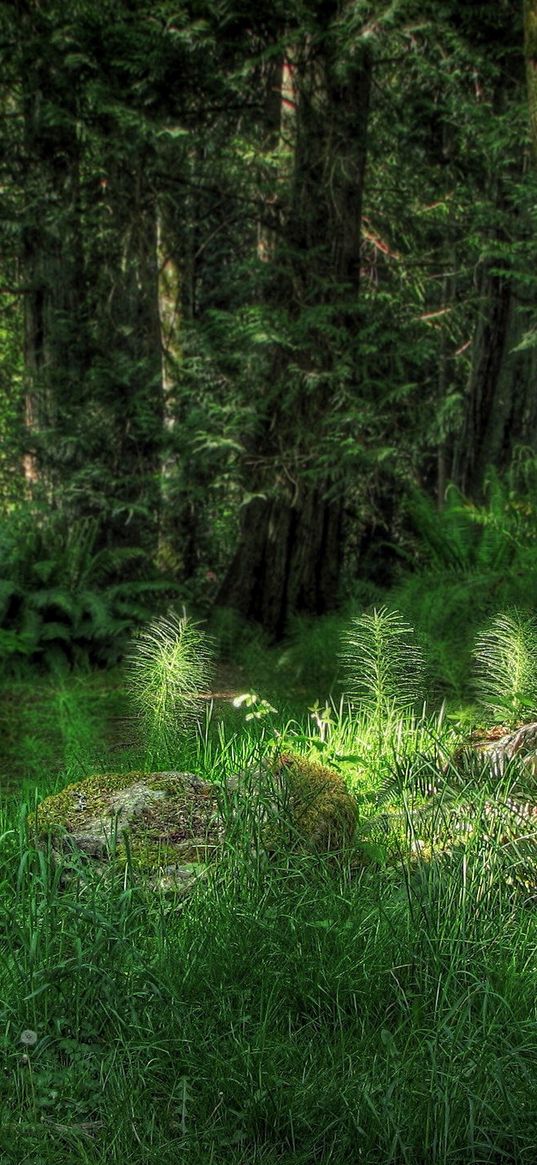 wood, vegetation, light, fern, grass, stone