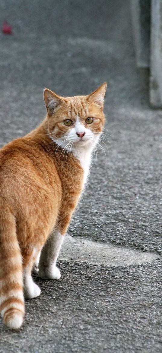 cat, walk, spotted, street