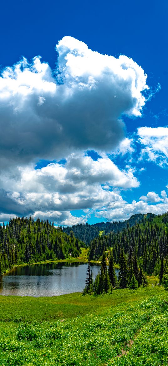 lake, meadow, trees, forest, landscape