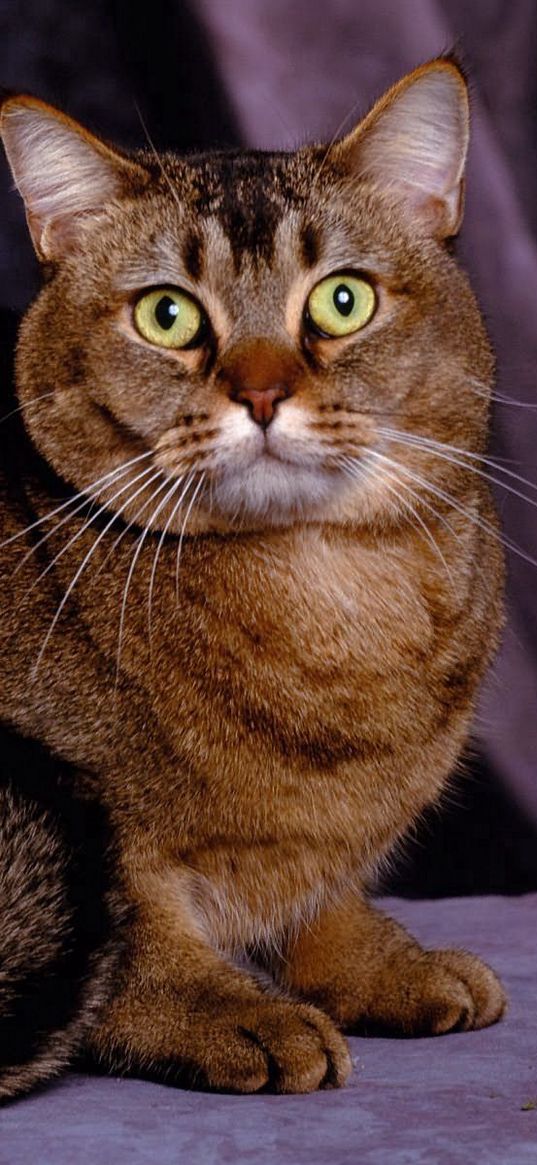 cat, face, fat, look, sit