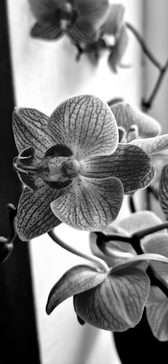 orchids, flowers, petals, black and white