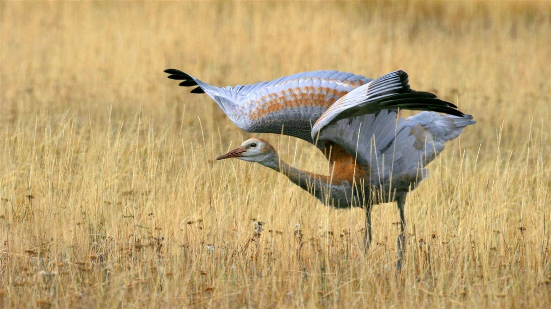 bird, field, grass, sweep