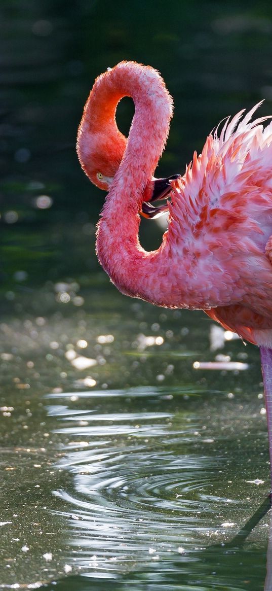 flamingo, bird, water, stand