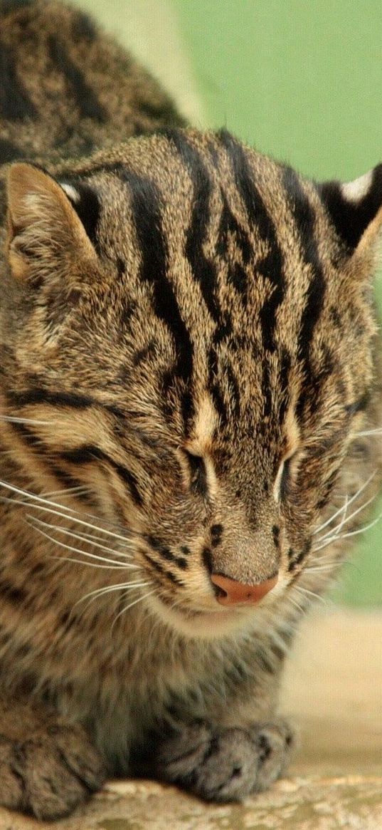 fisher cat, sit, stay, spotted