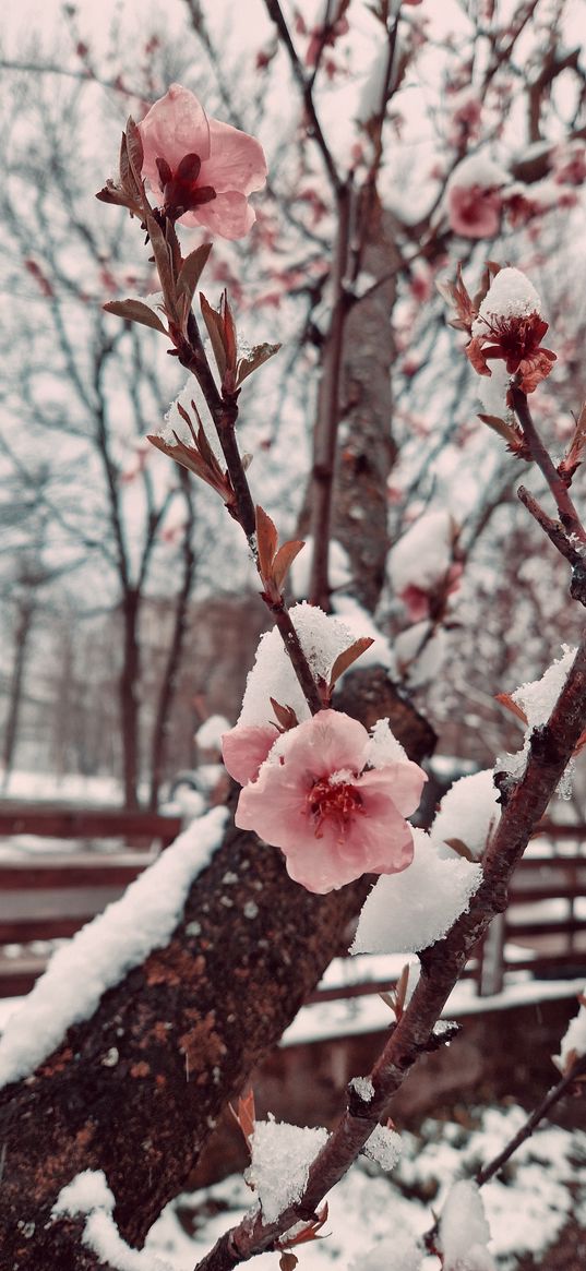 peach, tree, flowers, pink, snow, winter