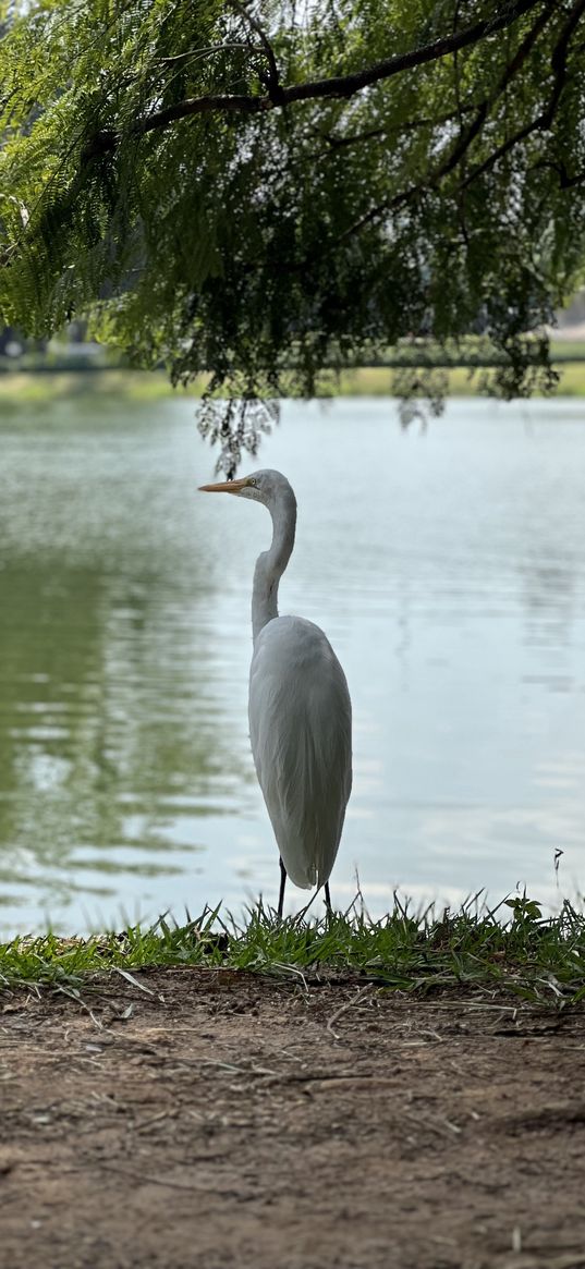 heron, bird, white, lake, tree