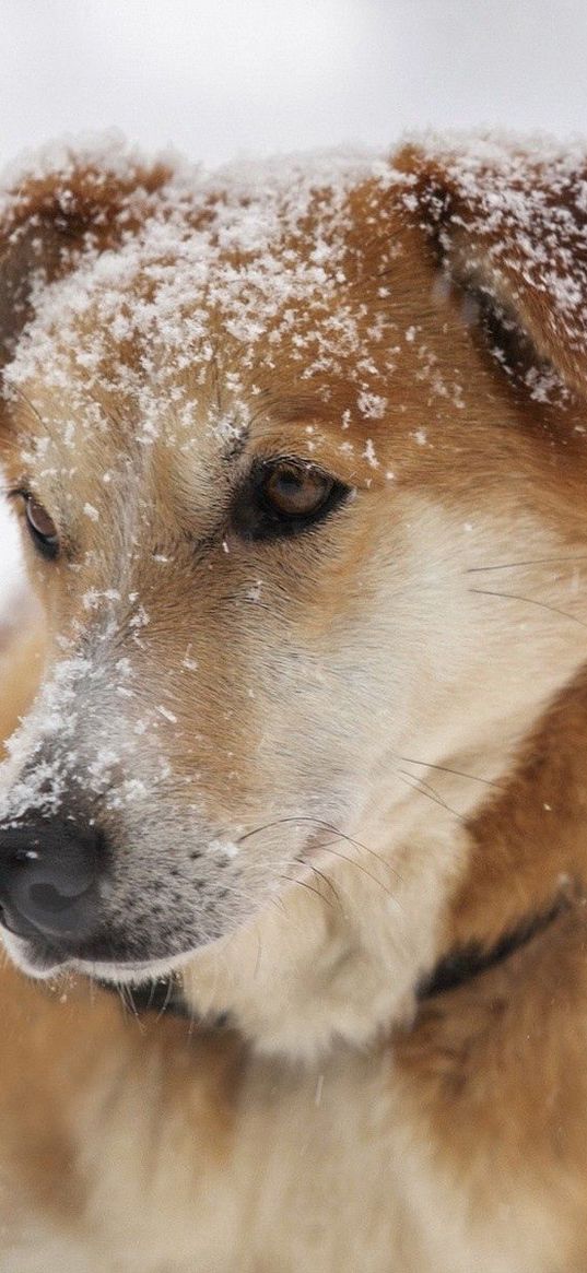 dog, snout, snow, sad, sight